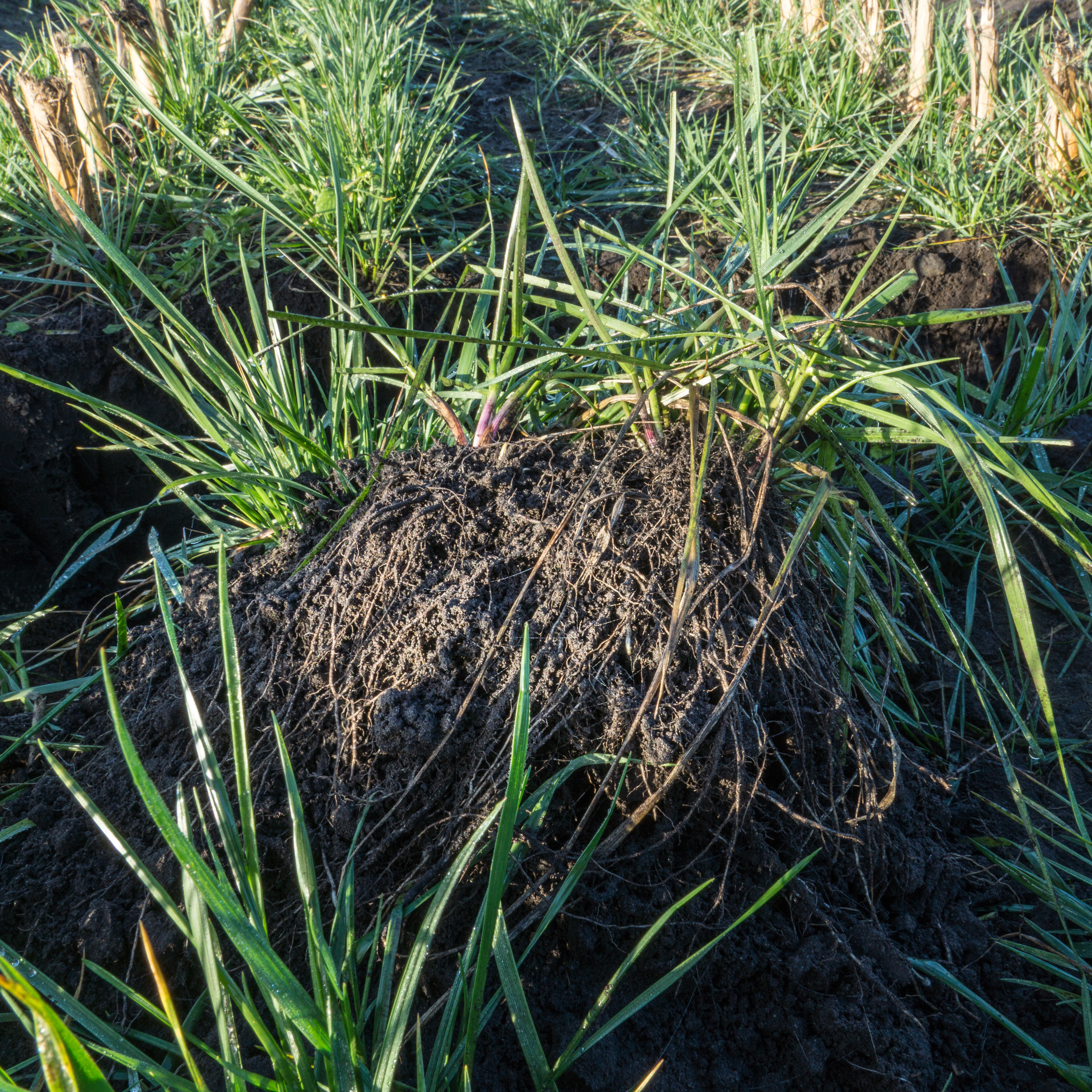 Proterra Maize