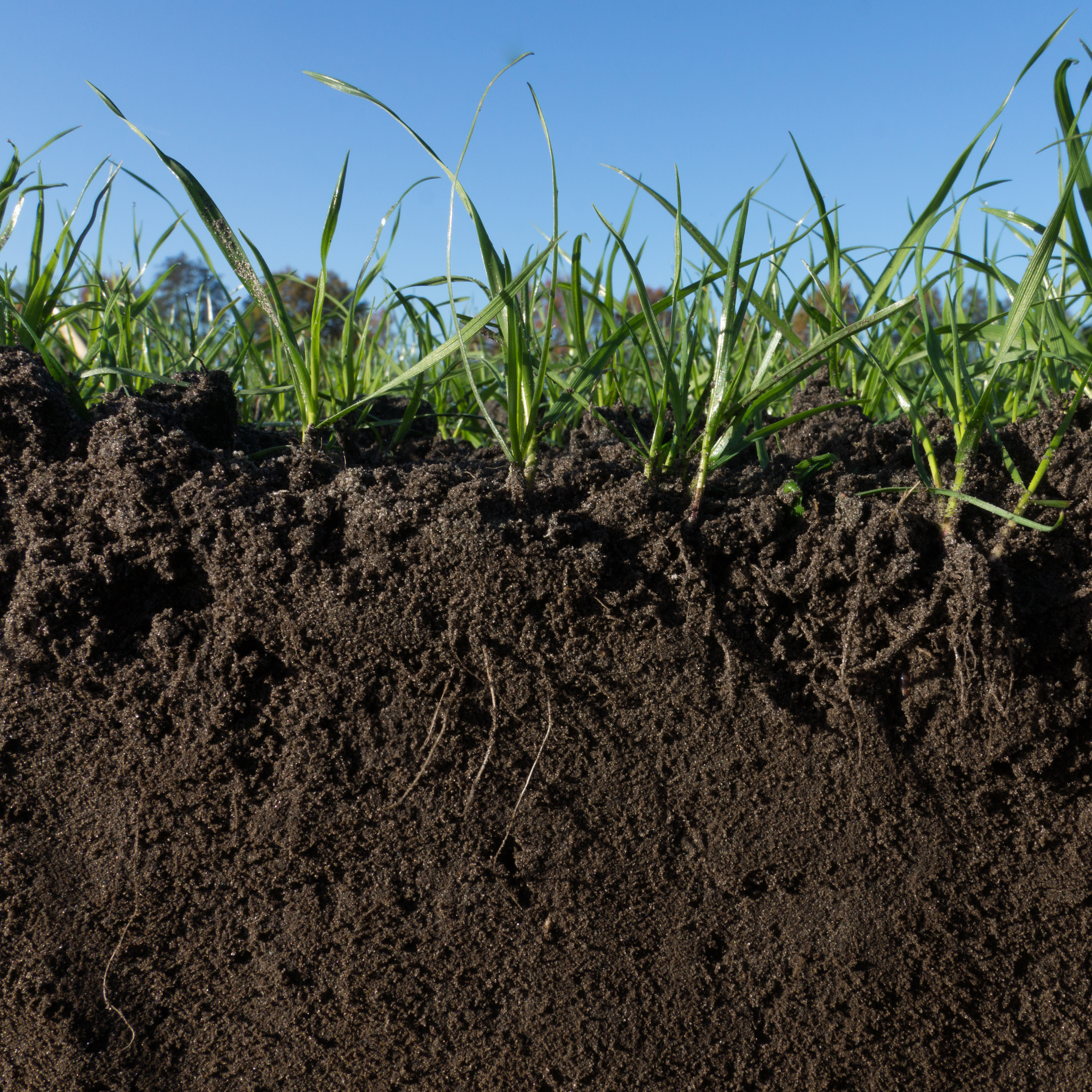 Barenbrug Soilcover