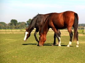 grazende paarden