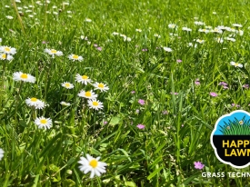 Happy Lawn