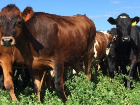 Luzerne cows