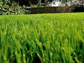 Gras veld