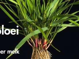 Gelijktijdige bloei