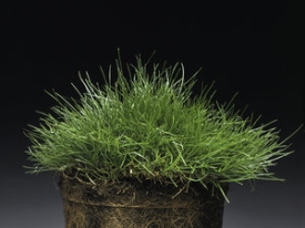 Poa trivialis pot