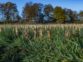 Proterra Maize - Tijdig onderwerken