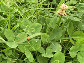 Clover ladybug