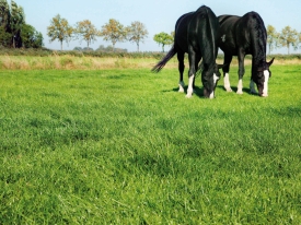 Etende zwarte paarden