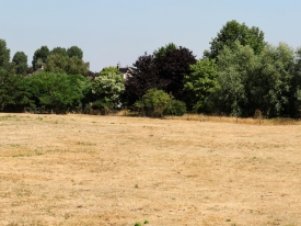Verdroogd grasland