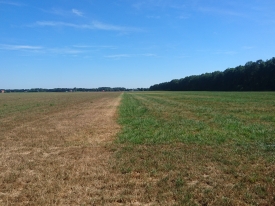 NutriFibre vs. Engels raaigras