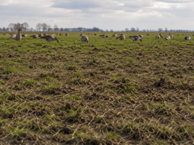 Barenbrug ganzenvraat