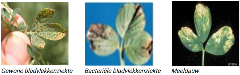 bladziekte_in_luzerne.png