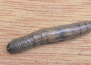 emelt