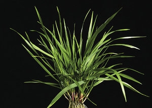 Festuca pratenis
