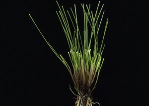 Festuca rubra 