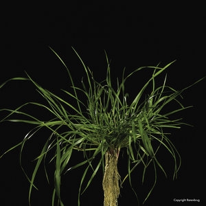 Lolium hybridum