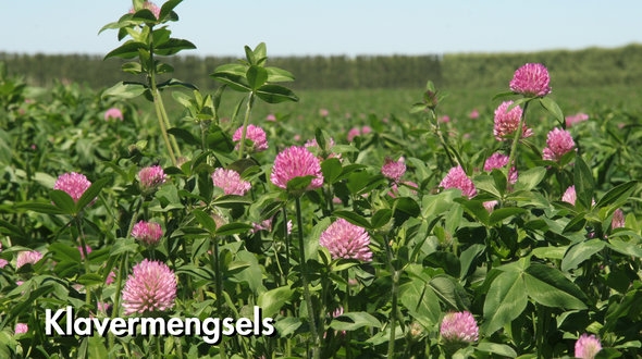 klavermengsels