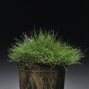 Poa trivialis pot