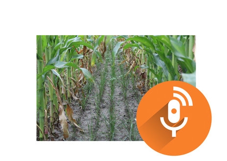 banner podcast onderzaai groenbemester