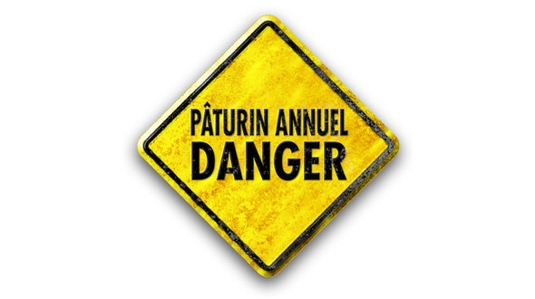 pâturin annuel danger