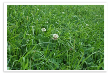 photo_gras_klaver_1.jpg