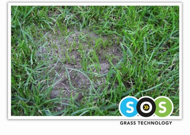 sos_divot-2024.jpg