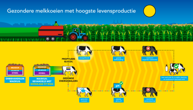 Gezondere melkkoeien bonsilage