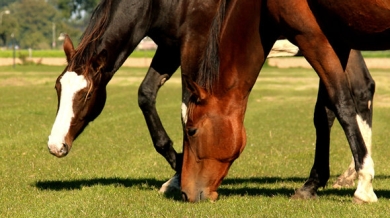 Kwaliteit paardenweide