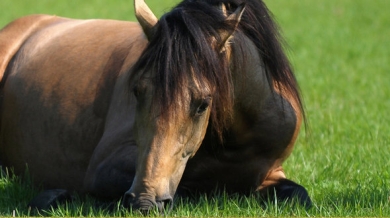 Paard vs koe