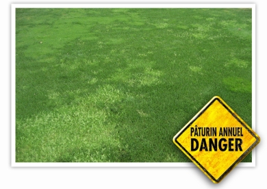 Danger pâturin annuel