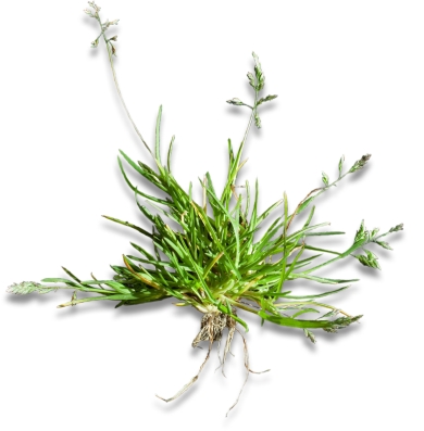 Poa Annua
