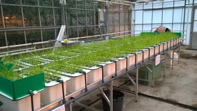 hydroponics