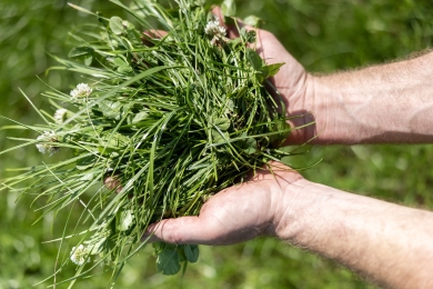 Gras