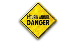 pâturin annuel danger