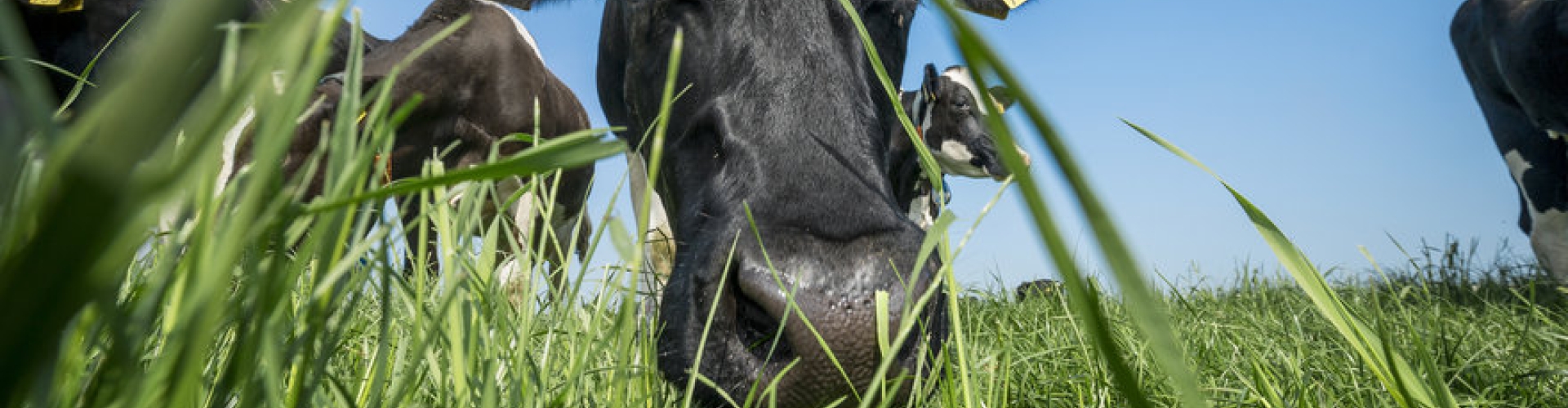 header_smakelijke_weide - Copy.jpg