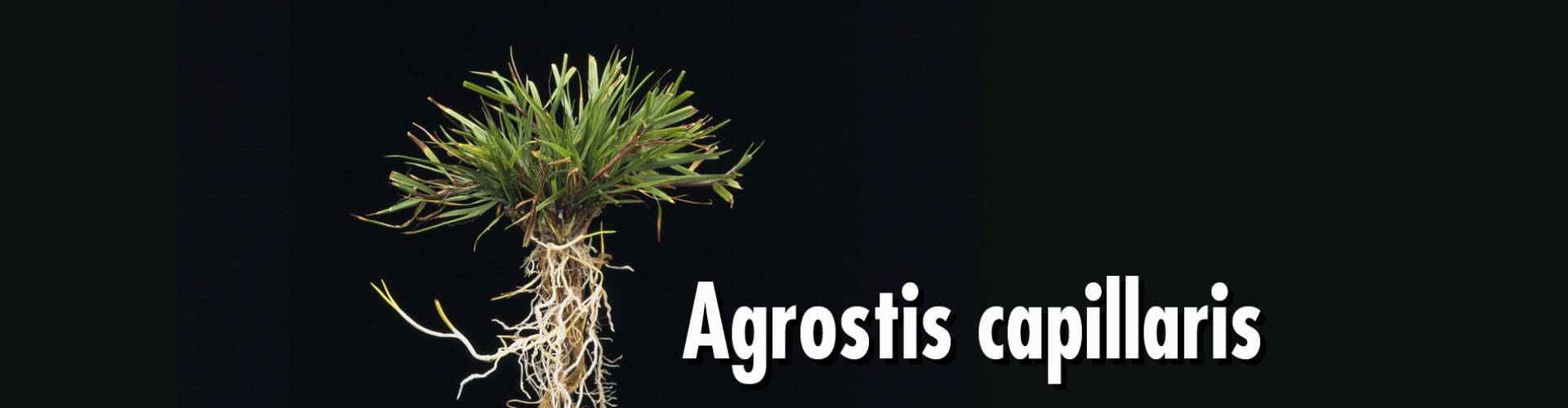 HEADER Agrostis capillaris