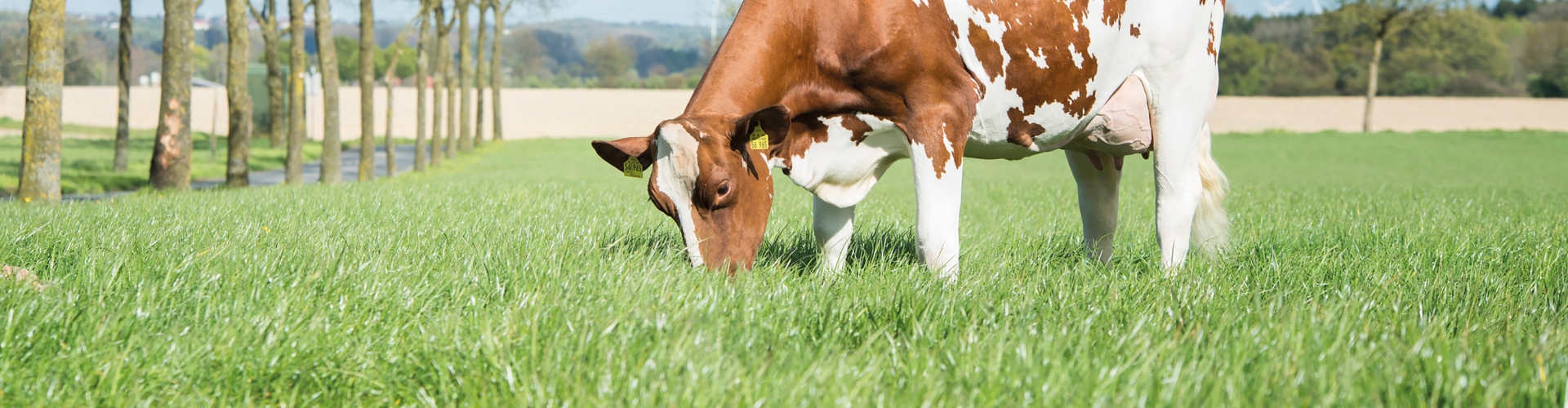 Header nutrifibre healthy cows