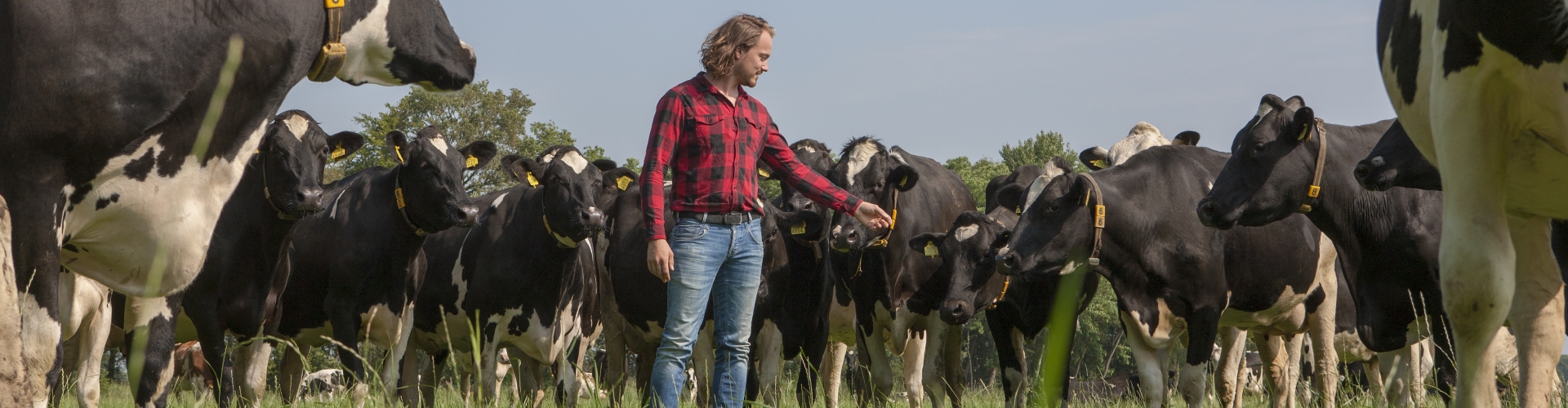 Jaarrond vers gras met weide 365