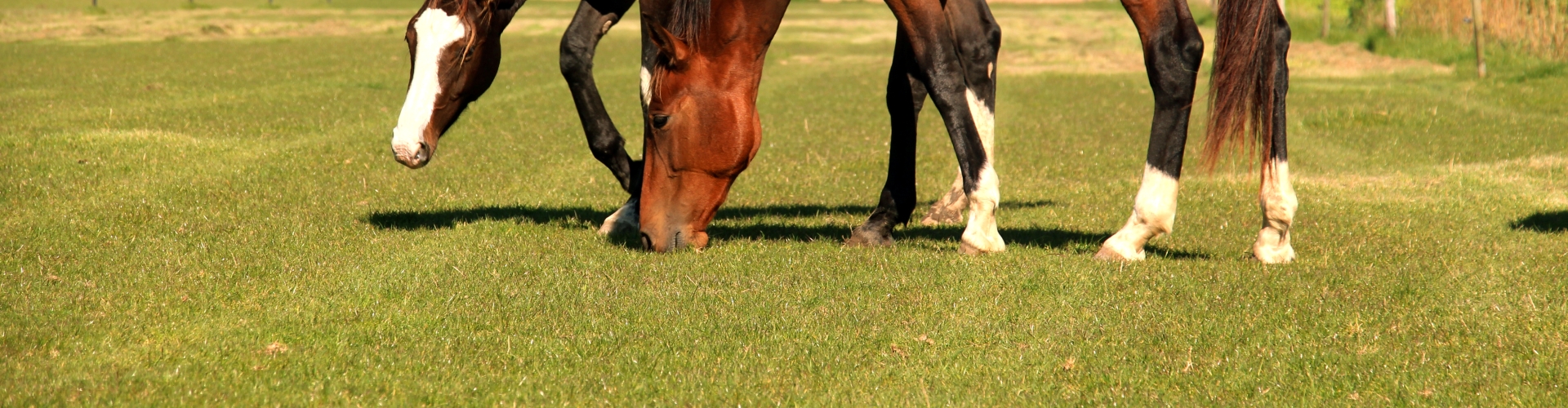 Paardengras