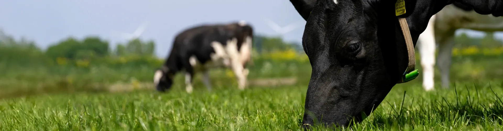 Header artikel gezond weiden
