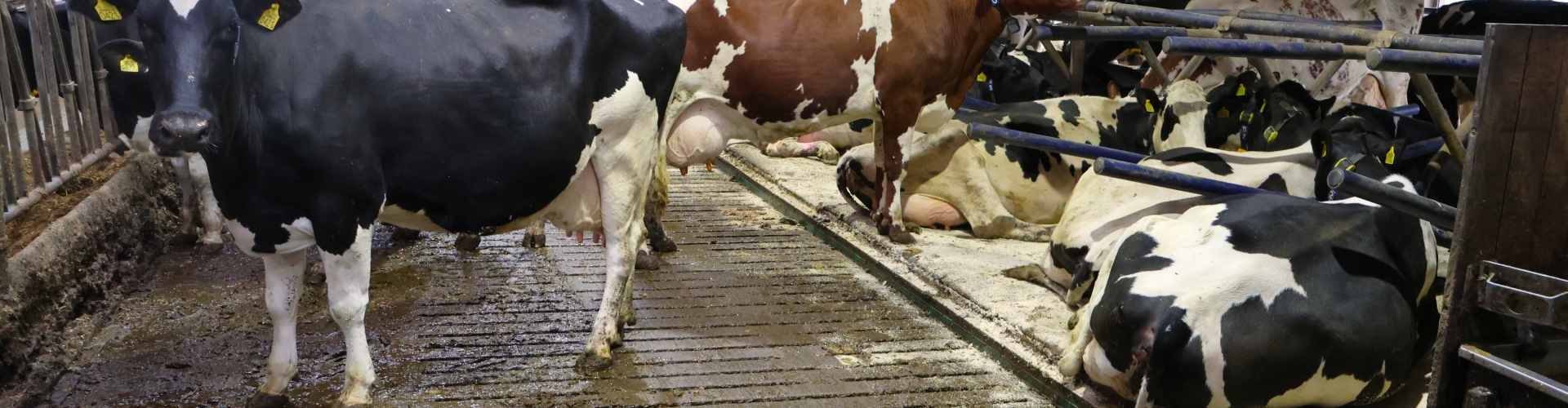 Artikel beste graslandboer