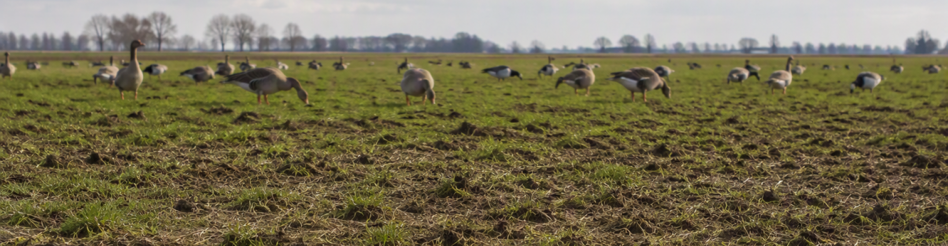 Barenbrug ganzenvraat