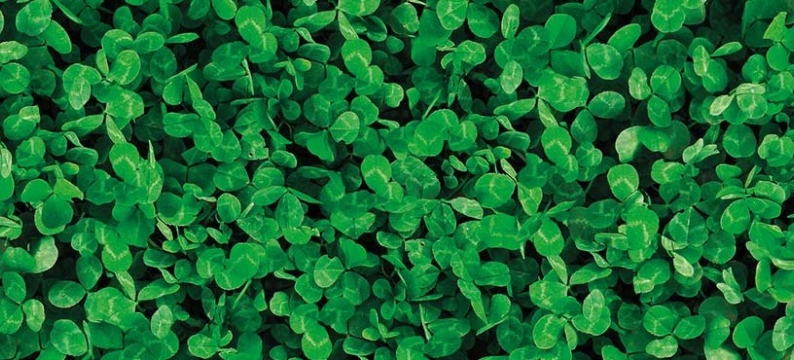 Barenbrug Lawn Clover