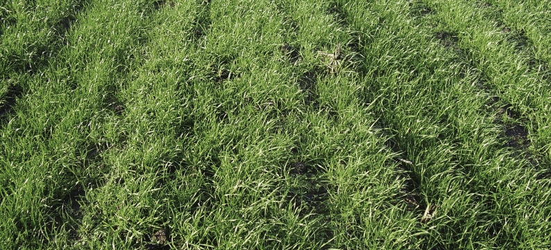 Soilcover Groenbemesters
