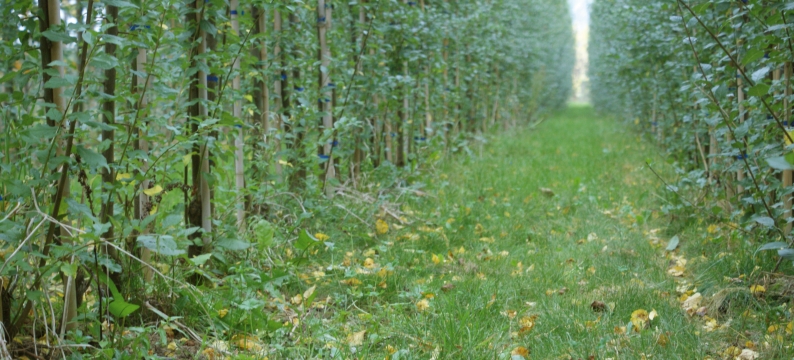 Barenbrug boomgaard