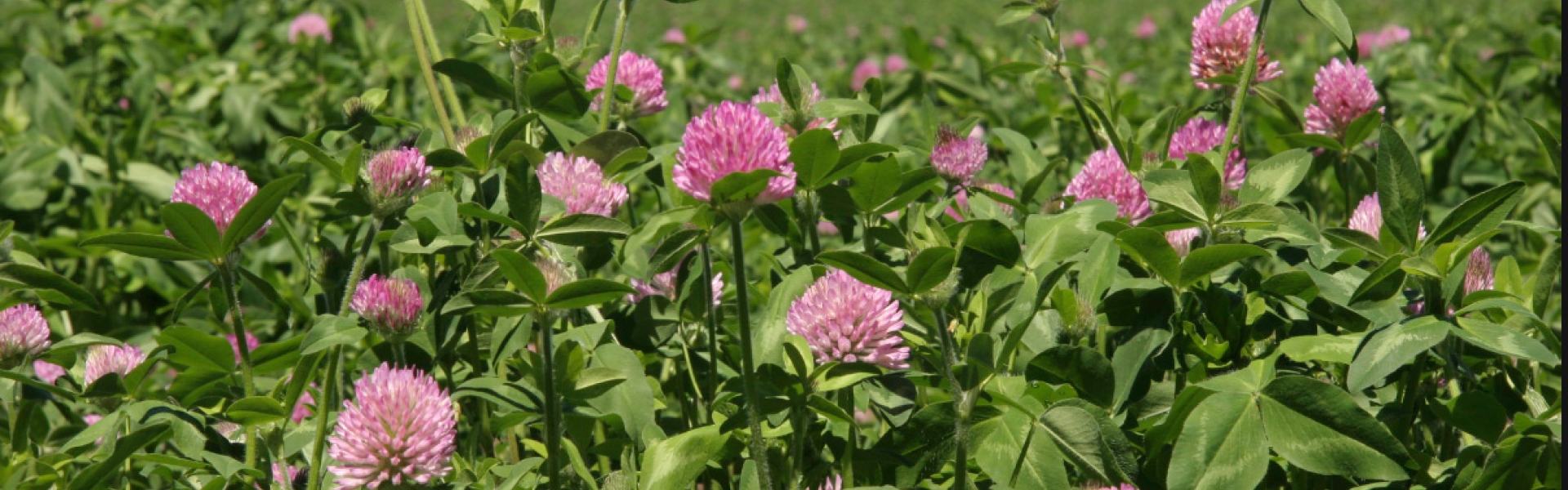 balansa clover