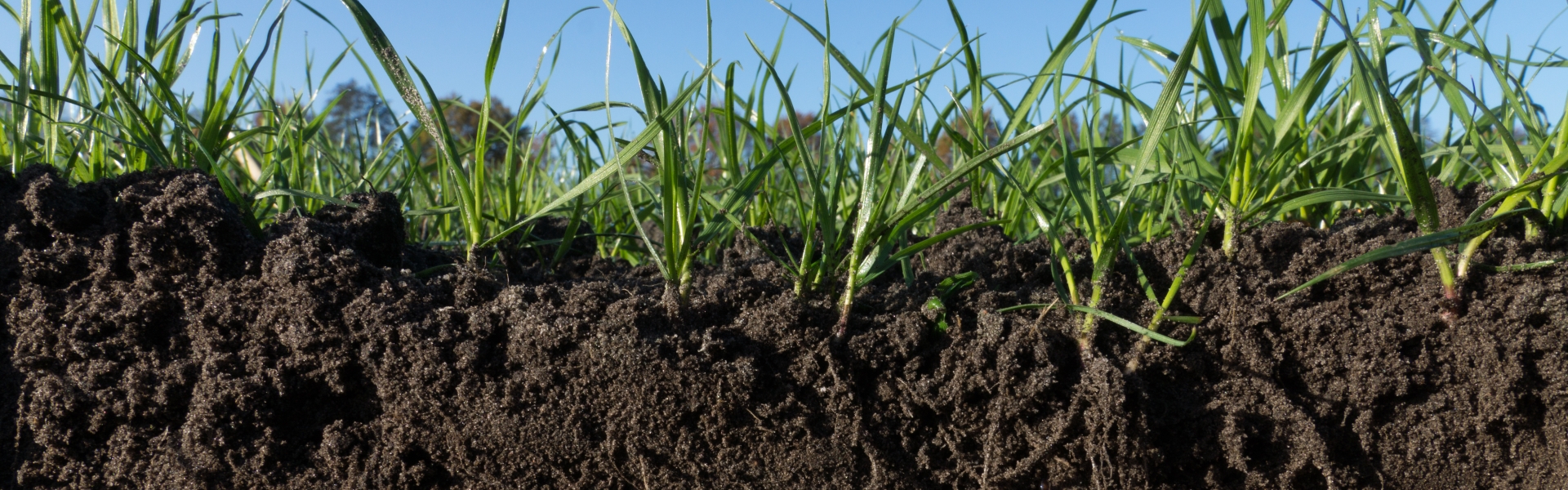Barenbrug SoilCover
