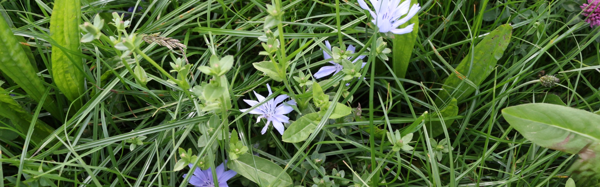 Barenbrug NutriHerb