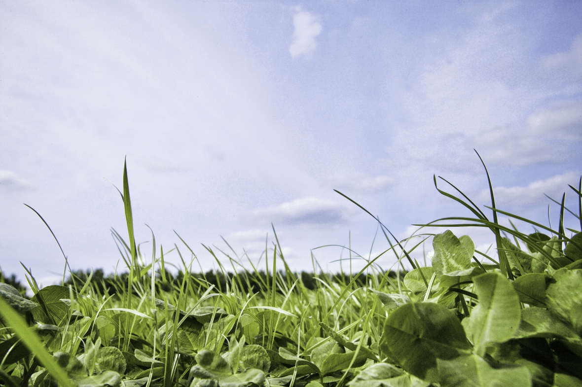 White clover