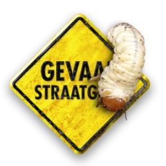 Gevaar straatgras