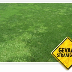 Gevaar straatgras
